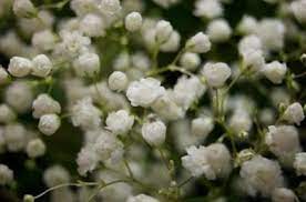 Transplants and seeds should go outdoors after the threat of any frost has passed. Baby S Breath Seed Propagation Tips For Growing Baby S Breath From Seed