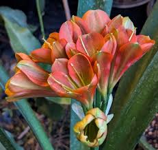 Image result for Polystachya kermesina