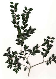 Image result for Diospyros natalensis