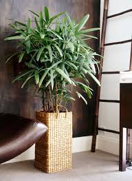We did not find results for: Best Pot Plants For Sun And Shade Burke S Backyard