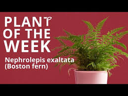 Image result for Nephrolepis