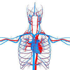 Circulatory System Organs Anatomy 3d Model Eonexperience Easy Dinner Recipes Circulatory System Easy Beef