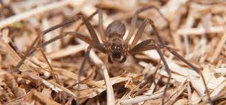 Natural spider control and prevention. Are Brown Recluse Spiders Common In South Florida