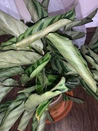 But you can fight them with biological control methods, natural home remedies, or if your infestation isn't severe, depending on the spider mite control method, it will probably take a few weeks to completely get rid of the mites. Help My Calathea Is Infested By Spider Mites And We Need To Treat It Asap We Have No Idea What To Do Plantclinic