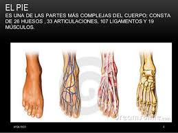 De igual forma, este tiene un diseño y un tamaño realista. Anatomia Del Pie