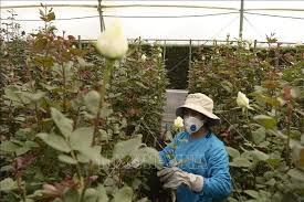 Nước xuất khẩu hoa hàng đầu thế giới xuất lượng hoa kỷ lục trong dịp lễ  Valentine