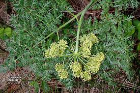 Image result for Aphloiaceae