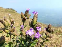 Image result for Isoglossa multinervis