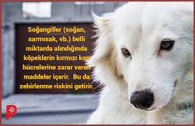kopeklerimizin beslenmesine dikkat edelim kopek kopeksever kopekseverler kopekbeslenme dog perro patiaski kopek kedi kopek beslenme