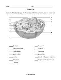 This is the longest period of the complete cell cycle during which dna replicates, the centrioles divide, and proteins are actively produced. Plant Cells Animal Cells And Mitosis Worksheets Bundle By Help Teaching