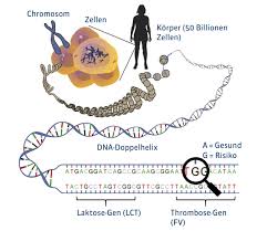 There are two types of nucleotide base substitutions resulting in snps: Wie Gene Unsere Gesundheit Beeinflussen Novogenia Gmbh