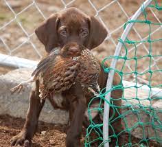 Breeding quality gun dogs for over 10 years. Photo Gallery High Life Pudelpointers Duck Hunting Dogs Hunting Dogs Bird Dogs