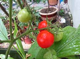 Cara perbanyak tanaman tomat paling mudah dan praktis. Tanamsendiri Com Grow Your Own Tanam Sendiri Tomato Lycopersicon Esculentum