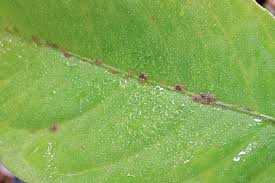 Image result for scale on plant