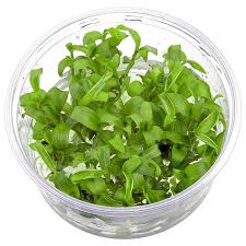 Image result for Floscopa glomerata