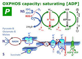 Check spelling or type a new query. Oxphos Capacity Bioblast