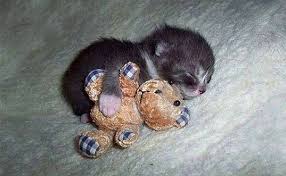 Kedilerin Profesyonel Uykucu Oldugunu Kanitlayan 22 Mincirilasi Derecede Tatli Kedi Cok Sirin Hayvanlar Cute Kittens Hayvan Bebekler