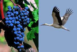 Le département des landes est le premier producteur de foie. Foie Gras D Alsace Vs Foie Gras Du Sud Ouest Paperblog