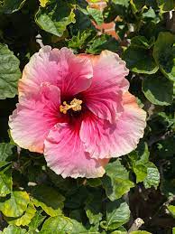 Download 55,000+ free flower vector images. Free Flower Reference Photos During Quarantine Andalee Hyatt Illustrator Designer In Orange County