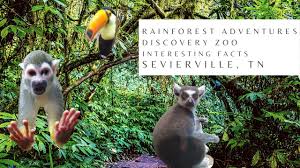 Interesting Facts About Rainforest Animals In 2020 Rainforest Animals Fun Facts Adventure