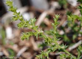 Image result for Salsola