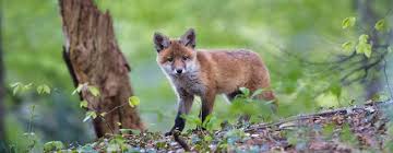 Les renards et les fouines sont capables de gratter et faire sauter ces crochets. Le Renard Roux Ruse Et Redoutable Dans Le Poulailler