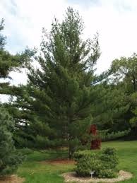 Soft, thin needles form a dense upright that works well in tight spaces or as a specimen. Pinus Strobus Torulosa Torulosa White Pine Conifer Trinomial American Conifer Society
