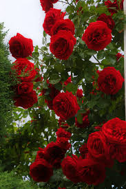 We did not find results for: 100 Rose Flower Pictures Download Free Images On Unsplash