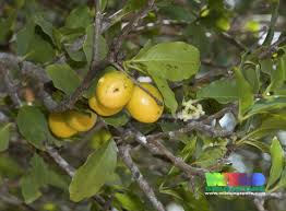 Image result for Ximenia