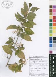 Image result for Turraea robusta