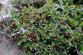 Image result for Rhamnaceae