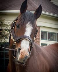 Becca Agnich Mcasey On Instagram Union Rags Visithorsecountry Sharethelex Lanesendfarm Horses Pretty Horses Horse Love