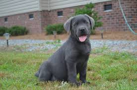 Silver Gene Maco Light Labradors