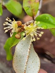 Image result for Croton pseudopulchellus