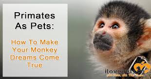 Maybe you would like to learn more about one of these? Primates As Pets How To Make Your Monkey Dreams Come True