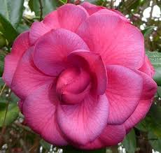 Camellia Purple Dawn Camellia Florida Flowers Camellia Plant