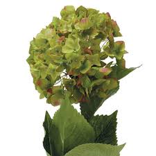 We did not find results for: Faux Hydrangeas Flower Stem Oka
