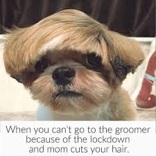 Pin On Pet Quotes Memes