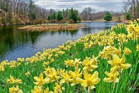 Gallery For Field Of Daffodils Lake Landscape Photography Nature Daffodils Landscape Art Prints