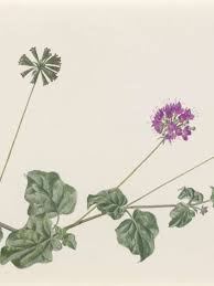 Image result for Commicarpus pedunculosus