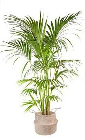 Du plus bel effet décoratif, cette plante d'intérieur possède de longues feuilles. Julia Palmier Kentia Cache Pot Paris Pousse Plante Verte Exterieur Plantes D Interieur Faciles Plante Interieur