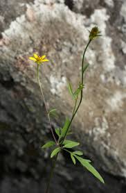 Image result for Bidens schimperi