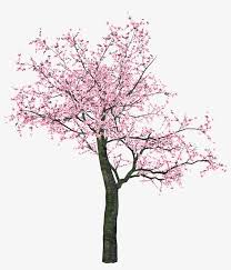 Situs download anime batch sub indo terlengkap dan terbaru 360p, 480p, 720p, dan 1080p mkv dan mp4 dengan link google drive, acefile dan zippyshare per episode. Sakura Png Spring Tree Clip Art 1741x1948 Png Download Pngkit