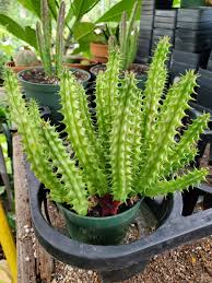 Image result for Huernia