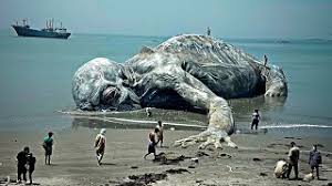 Scientists Stumped! Creature Of EXTRATERRESTRIAL Origin Found On A Beach In Indonesia! - YouTube