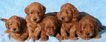 Miniature Goldendoodle Mini Goldendoodle Mini Goldendoodle Puppies Goldendoodle Puppy