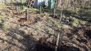 Growing fruit trees are somewhat different to other plants, in that there is an intermediate growing stage where the seed must be grown into a sapling before being planted into a cleared fruit. Planting A Dwarf Fruit Tree Orchard At Plot 44b Grow Like Grandad