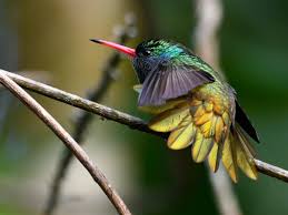 Image result for Tridactyle gentilii