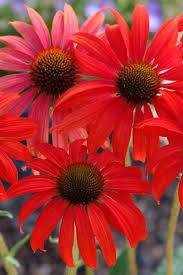 Pin On Flowers
