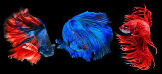 Betta fish come in many varieties with different size fins and color patterns. Types Of Betta Fish A Guide On Patterns Color And More